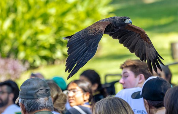 Fresno Chaffee Zoo asking for help finding missing hawk