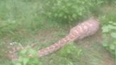 Odisha: 12-Ft-Long Python Enters Villa, Swallows Goat In Berhampur; Rescued By Forest Officials, Watch Shocking Video