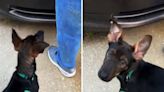 Dog continuously cries at owner's car, no one prepared for what was inside