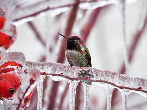 Do Hummingbirds Migrate? Where Do They Go In the Winter?