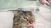 Maine Coon Cat Who Loves Being Pampered in the Shower Is a Total Spa King