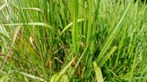 Texas native plant invading St. Augustine grass