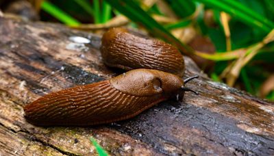 UK gardens are overwhelmed by slugs after wet spring
