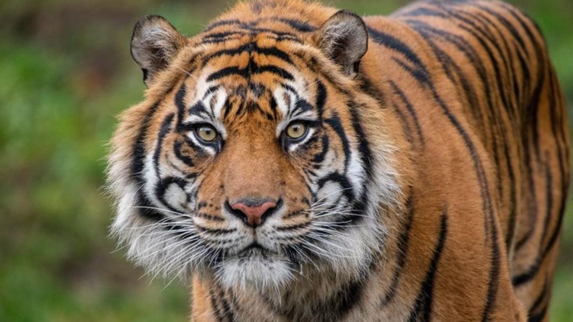 Tiger living at Point Defiance Zoo & Aquarium euthanized over the weekend