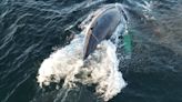 Department of Fisheries untangles gear from humpback whale off B.C.'s coast