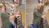VIDEO: quiropráctico ajusta el cuello de una jirafa y se vuelve viral