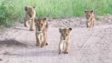 Lion ignores a potential wildebeest buffet to tend to its ‘lost’ cubs