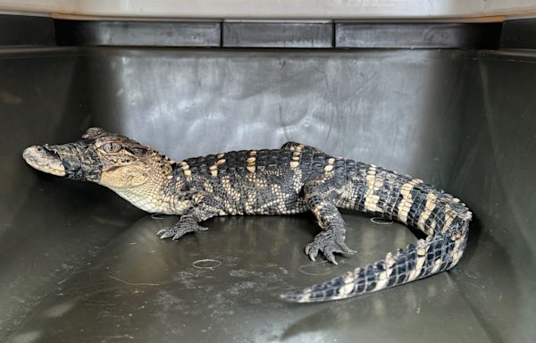 Alligator that went missing at Missouri middle school found after nearly 2 weeks