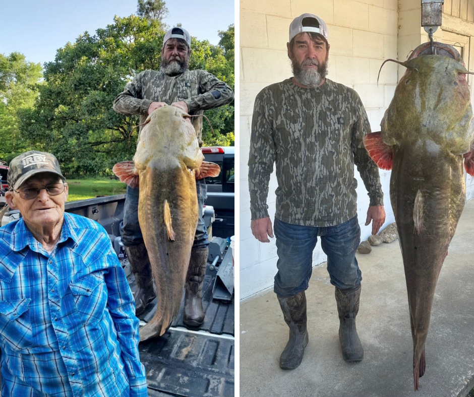Massive 95-pound flathead catfish caught in Oklahoma