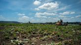 A local farm is having an outdoor movie night for a good cause. Expect food, beer, games