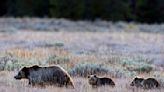 Army veteran seriously injured by grizzly bear protecting her cub at Grand Teton National Park