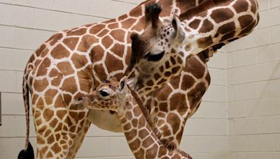 It's a girl: Baby giraffe born at Birmingham Zoo