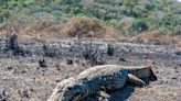 Com explosão de focos de incêndio no Pantanal, Brasil lidera queimadas na América do Sul, aponta Inpe