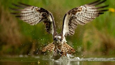 A hapless husband and mum back to work: The Scottish osprey soap opera