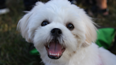 Maltese-Shih-Tzu Mix Totally Outs Herself Getting Into Trouble with Her Mischievous Smile