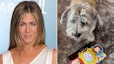 Jennifer Aniston Shares Clip of Dog Playing with ‘Friends’ Toy That Says ‘You're the Monica to My Rachel’