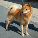 Finnish Spitz