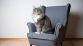 TV Loving Tabby Cat Has Bespoke Armchair for Her Precious Screentime