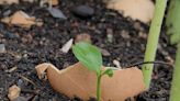 5 Ways Leftover Eggshells Can Bring Big Benefits to Your Garden