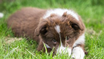 8 Shepherd Mix Puppies Rescued from a Texas Field in Sweltering Heat