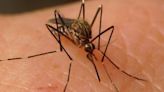 Salud confirma dos nuevos casos de Virus de Nilo Occidental en Los Palacios y Coria del Río