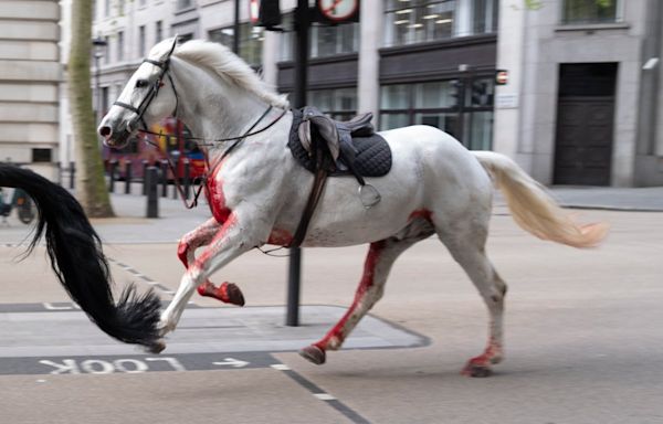 London horses – live: Army issues fresh update on injured Household Cavalry horses