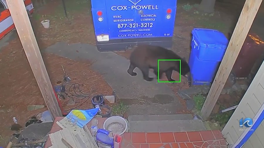 ‘Don’t poke the bear’: Black bear wandering through Chesapeake