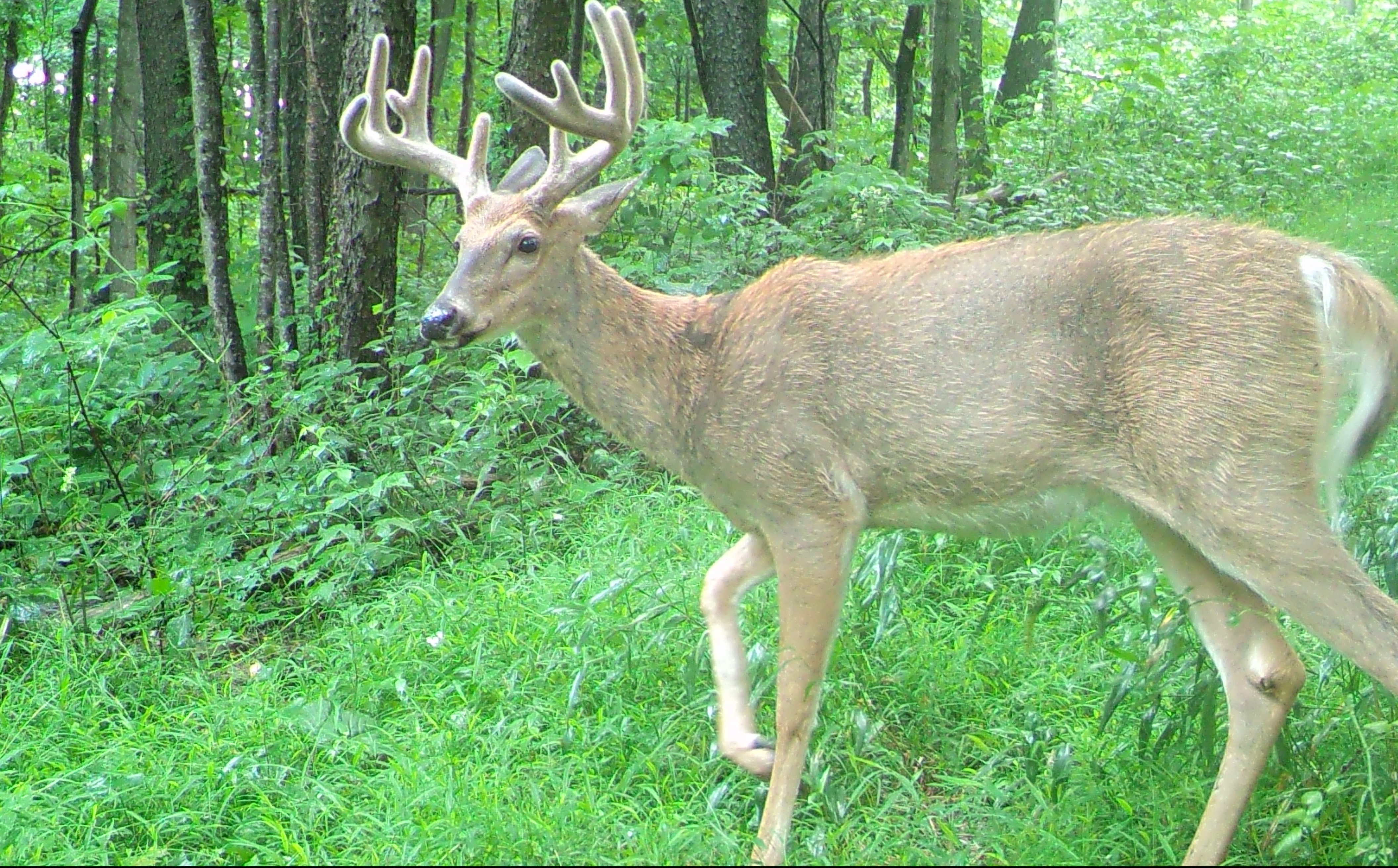 Pa. Senate approves bill that allows the Game Commission to offer more Sundays for hunting