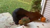 ‘Caught in the act’: Kids watch as giant bear helps himself to pumpkin in front of Connecticut home