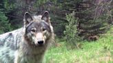 Police seek info in poisoning of 3 wolves, 2 eagles, cougar, coyote, dogs in Oregon