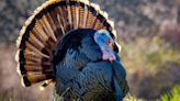 Man injured after turkey crashes through windshield of semi-truck