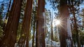 Kevin McCarthy has a bill to save the sequoias, but some environmental groups aren't into it