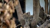 Antiguo zoológico de más de 40 años se convierte en un centro para animales maltratados