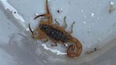 Deadly scorpion from Brazil found by roofers in box of tiles