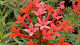 All the Sparkles: Hot new firecracker bush for your hummingbird celebration