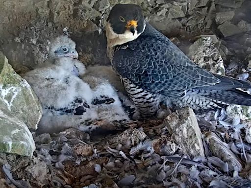 Watch live: Peregrine falcon webcam up and running on Alcatraz Island