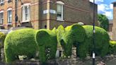 London’s local hero: The hedgecutter of Highbury