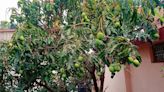 May, June dry spell hits mango crop in Kangra
