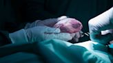 'Reanimated' hearts can be successfully transplanted and could expand donor pool