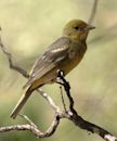 Western tanager