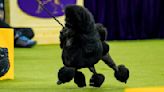 Sage Achieves Canine Glory at the Westminster Dog Show