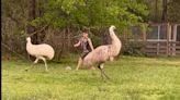We had no idea that emus love to play soccer