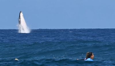 奧運衝浪比賽有「鯨喜」 鯨魚躍出海面搶鏡 | 巴黎奧運 | 大溪地 | 大紀元