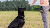 Dog Trainer Lists 3 Items People Need to Stop Buying for Their Pups