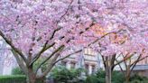 The 30 Best Places to See Cherry Blossoms in the United States