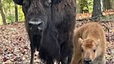 Elk and bison calves born at Lone Elk Park
