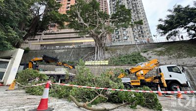 般咸道石牆樹今起逐步「截枝」 街坊理解安全第一惟感不捨