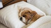 Dog Mom Livid After Shih-Tzu Mix Allegedly Ingests THC While Being Groomed at Petsmart