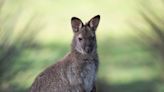 Residents spot loose wallaby near New York road