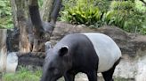 哭！日本2歲馬來貘「Hideo英雄」抵台猝死 動物園將解剖查死因